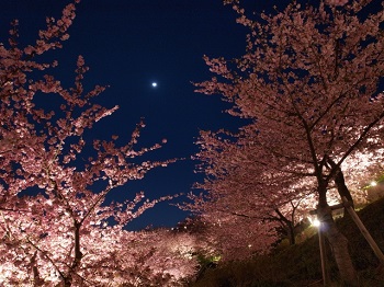 河津桜まつり夜桜